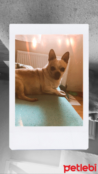 Chihuahua, Köpek  Çiko fotoğrafı