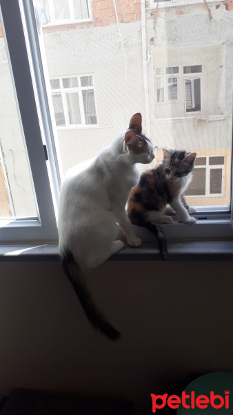Tekir Kedi, Kedi  Çerez fotoğrafı