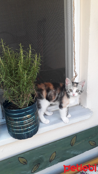 Tekir Kedi, Kedi  Çerez fotoğrafı