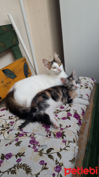 Tekir Kedi, Kedi  Çerez fotoğrafı