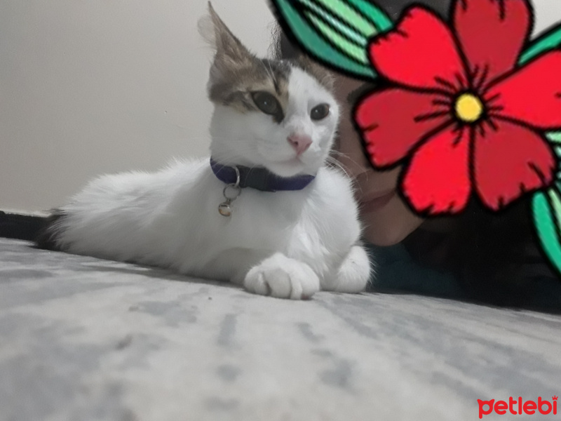 Tekir Kedi, Kedi  Çerez fotoğrafı