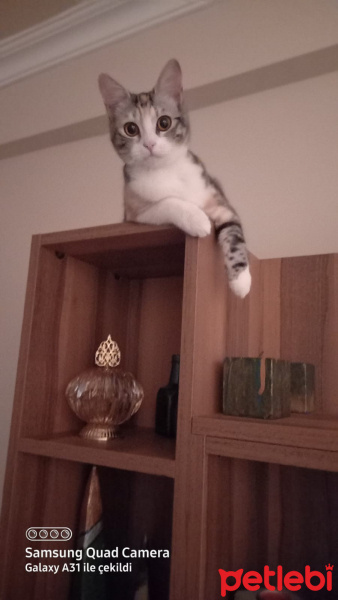 Tekir Kedi, Kedi  Çerez fotoğrafı