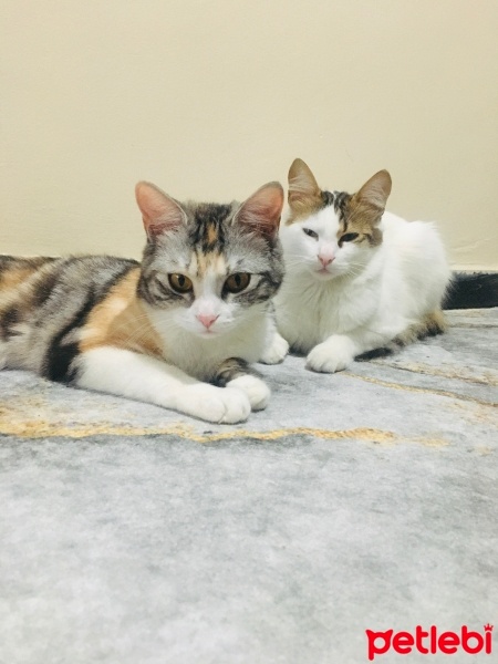 Tekir Kedi, Kedi  Çerez fotoğrafı