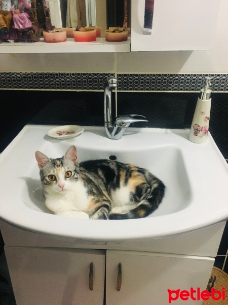 Tekir Kedi, Kedi  Çerez fotoğrafı