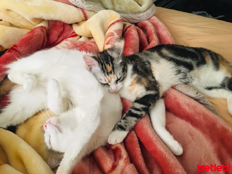 Tekir Kedi, Kedi  Çerez fotoğrafı