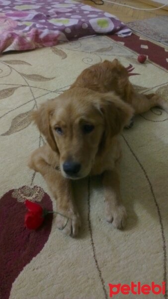 Golden Retriever, Köpek  tarçın fotoğrafı