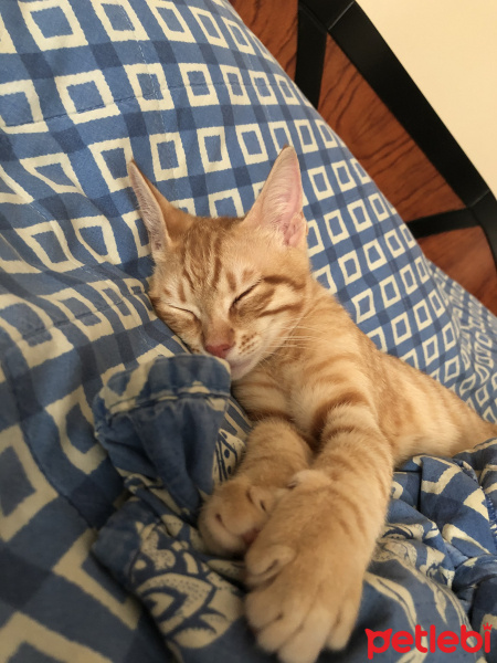 Tekir Kedi, Kedi  Putin fotoğrafı