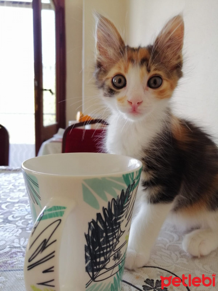 Tekir Kedi, Kedi  Marie fotoğrafı