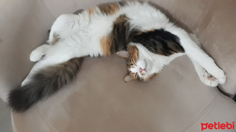 Tekir Kedi, Kedi  Marie fotoğrafı