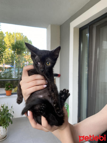 Tekir Kedi, Kedi  sirius fotoğrafı
