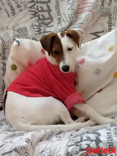 Jack Russell Terrier, Köpek  Şarap fotoğrafı
