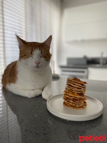 Tekir Kedi, Kedi  Pilav fotoğrafı
