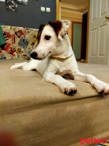 Jack Russell Terrier, Köpek  Şarap fotoğrafı