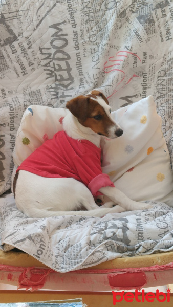 Jack Russell Terrier, Köpek  Şarap fotoğrafı