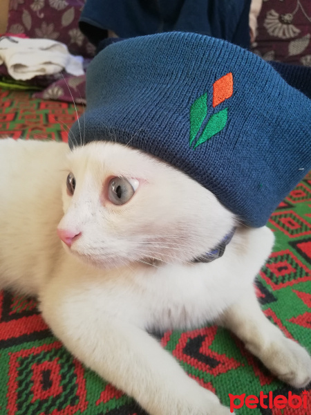 Tekir Kedi, Kedi  Mişti fotoğrafı