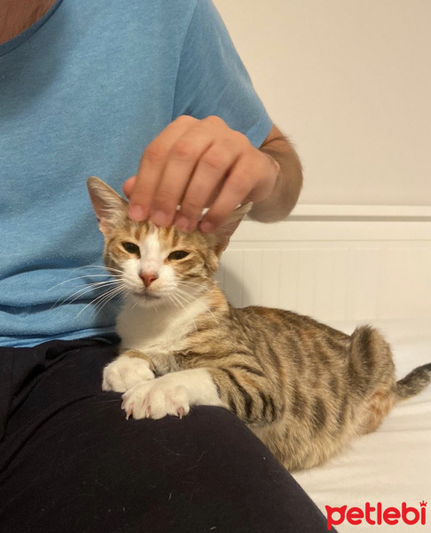 Tekir Kedi, Kedi  Lokum fotoğrafı