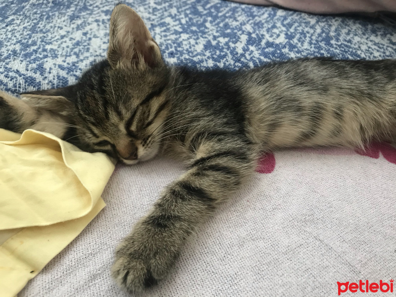 Tekir Kedi, Kedi  Kedi fotoğrafı