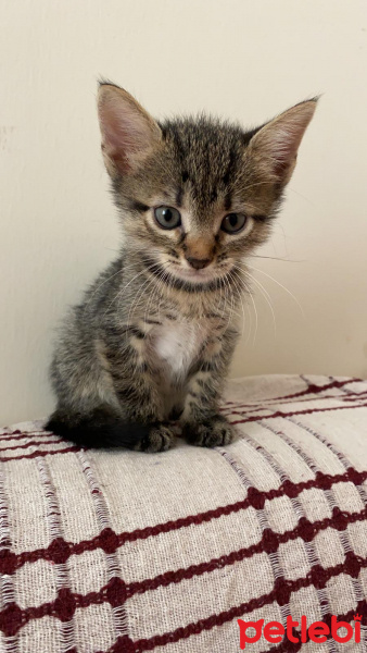 Tekir Kedi, Kedi  Kedi fotoğrafı