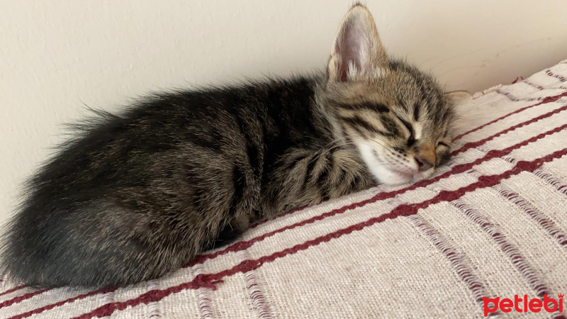 Tekir Kedi, Kedi  Kedi fotoğrafı