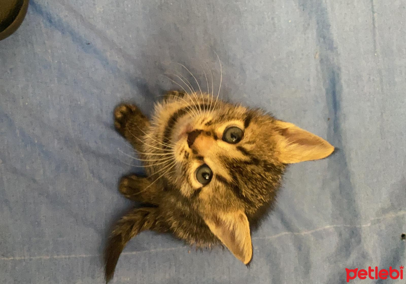 Tekir Kedi, Kedi  Kedi fotoğrafı