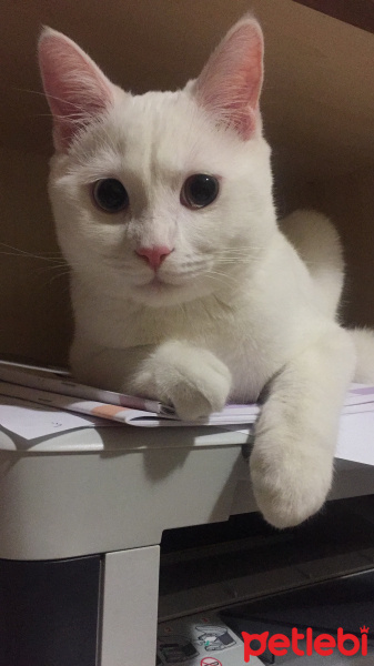 British Shorthair, Kedi  Mazlum fotoğrafı