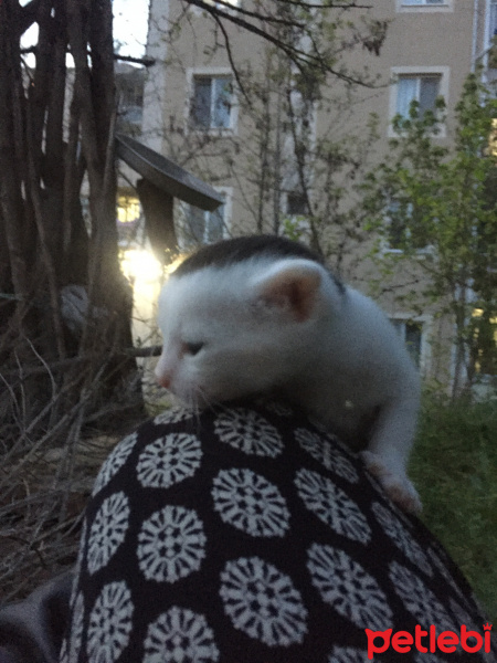 Tekir Kedi, Kedi  Zed fotoğrafı