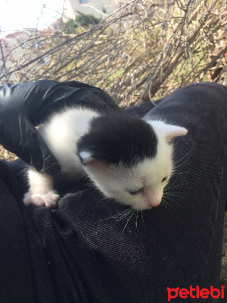 Tekir Kedi, Kedi  Zed fotoğrafı