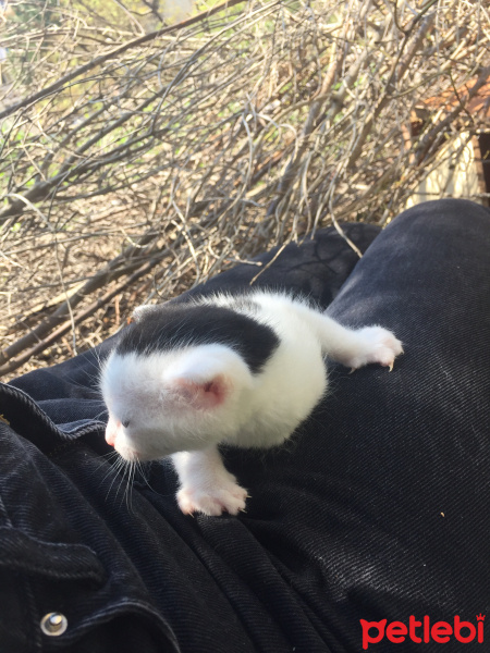 Tekir Kedi, Kedi  Zed fotoğrafı