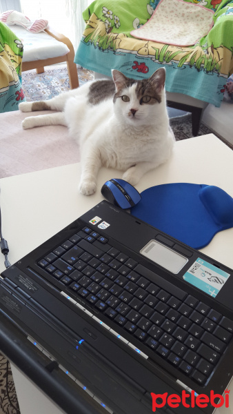 Tekir Kedi, Kedi  Yunçi fotoğrafı