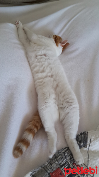 Sarman, Kedi  Minnos fotoğrafı