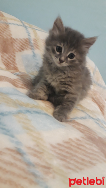 Chartreux, Kedi  Sfenks fotoğrafı