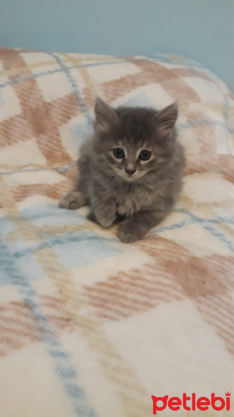 Chartreux, Kedi  Sfenks fotoğrafı