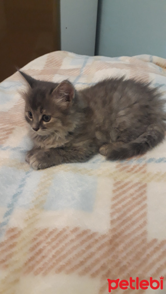 Chartreux, Kedi  Sfenks fotoğrafı