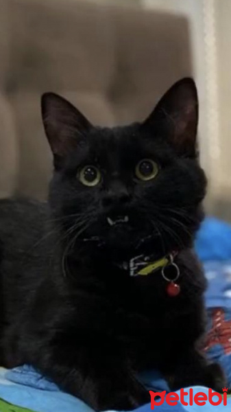 Bombay, Kedi  Freddie fotoğrafı