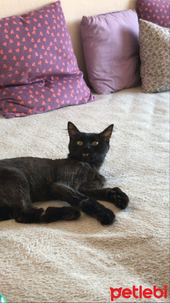 Bombay, Kedi  Freddie fotoğrafı