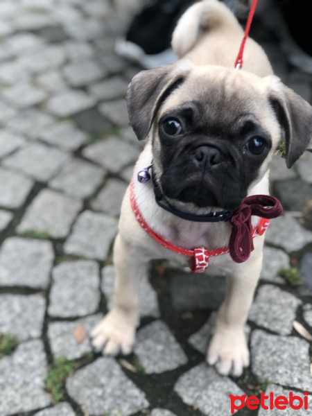 Pug, Köpek  yuki fotoğrafı
