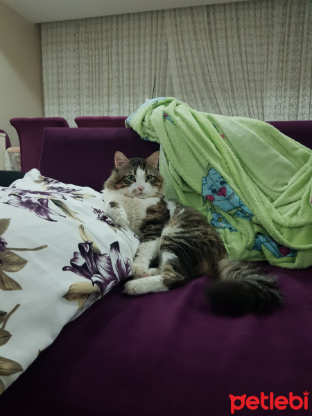Norwegian Forest, Kedi  AbdülCabbarCan fotoğrafı