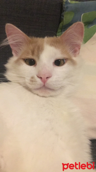 Van Kedisi, Kedi  Leo fotoğrafı