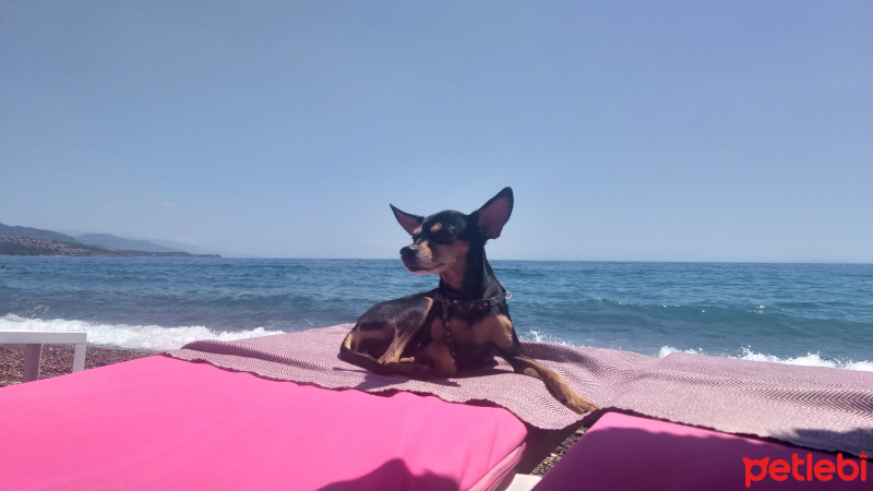 Minyatür Pinscher, Köpek  Paris fotoğrafı