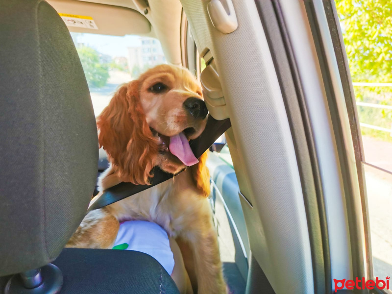 Amerikan Cocker Spaniel, Köpek  Barney fotoğrafı