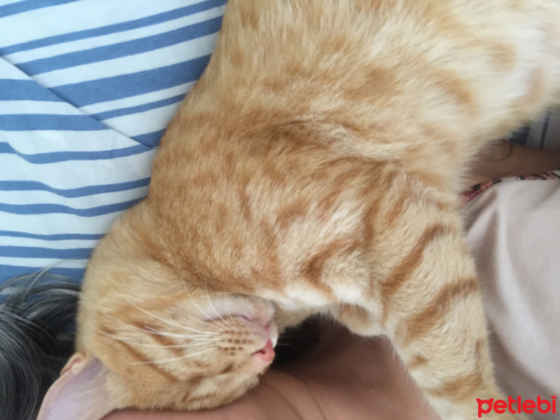 Sarman, Kedi  Umut fotoğrafı