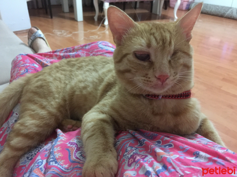 Sarman, Kedi  Umut fotoğrafı