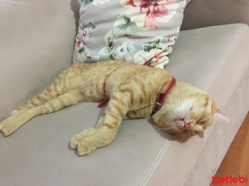 Sarman, Kedi  Umut fotoğrafı