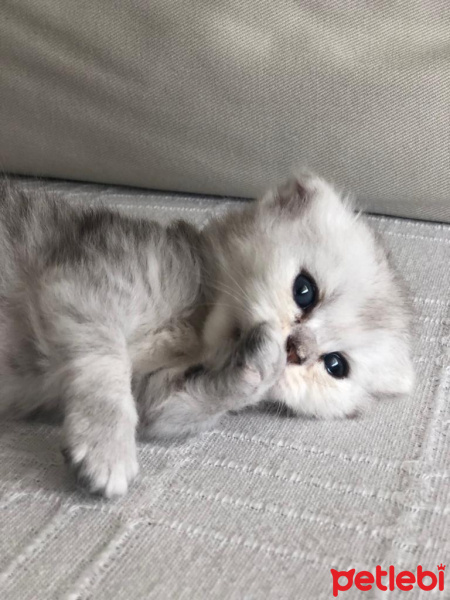 Scottish Fold, Kedi  Bella fotoğrafı