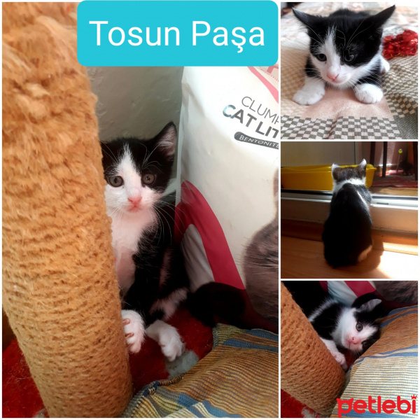 Tekir Kedi, Kedi  tosun paşa yeni ailesini arıyor fotoğrafı