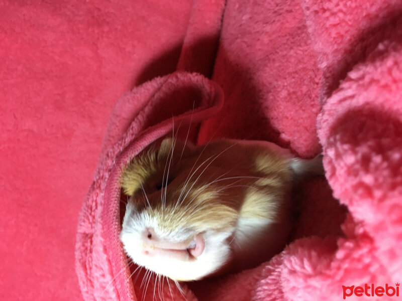 Guinea Pig, Kemirgen  Molly fotoğrafı