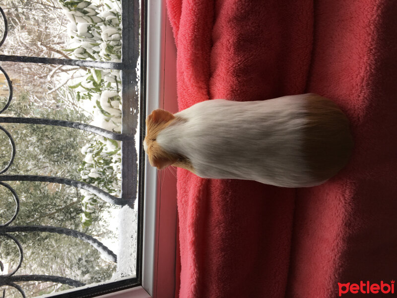 Guinea Pig, Kemirgen  Molly fotoğrafı