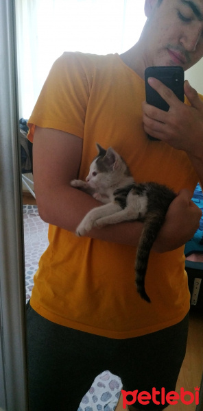 Tekir Kedi, Kedi  Messi fotoğrafı