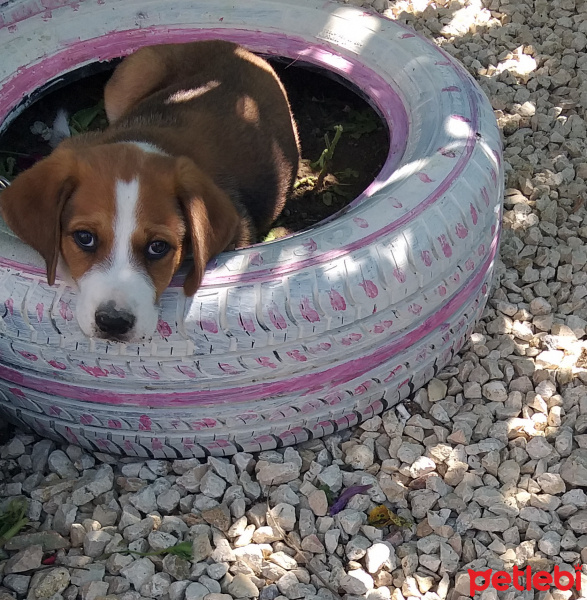 Sokö (Sokak Köpeği), Köpek  Reis fotoğrafı