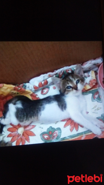 Tekir Kedi, Kedi  Makbuş fotoğrafı